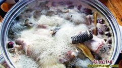 蛇肉不能和什么一起吃
