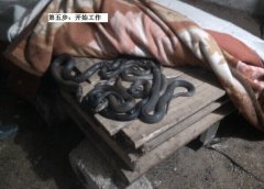冬季恒温养蛇技术