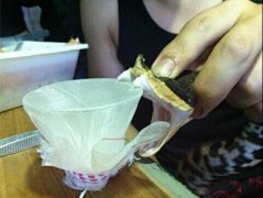 蛇毒的采集与加工方法