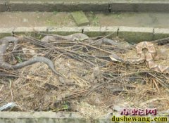 毒蛇养殖的前景和建议
