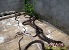 毒蛇养殖应注重钻研技术