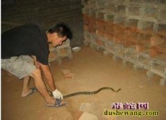 毒蛇养殖中几种简单的越冬技术介绍