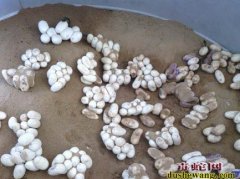 幼蛇怎么越冬，幼蛇越冬技术
