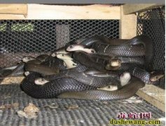 蛇毒