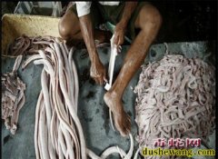 养殖毒蛇霉斑病的防治