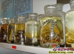 毒蛇厌食 消化不良的治疗