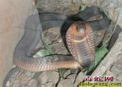 毒蛇养殖的经济价值