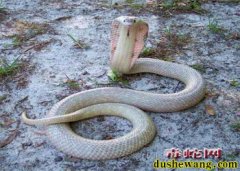 “扁头风”闯入村民家 柳东消防中队将...