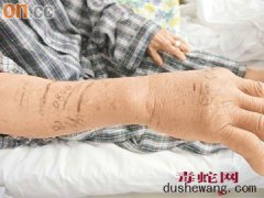 毒蛇的基本知识