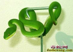 中国十大毒蛇之竹叶青